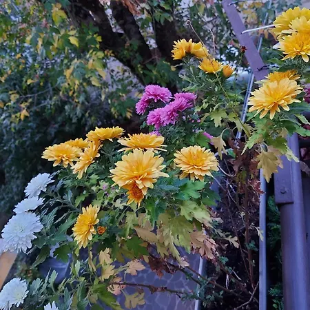 Calvart25 بيت ضيافة 3*