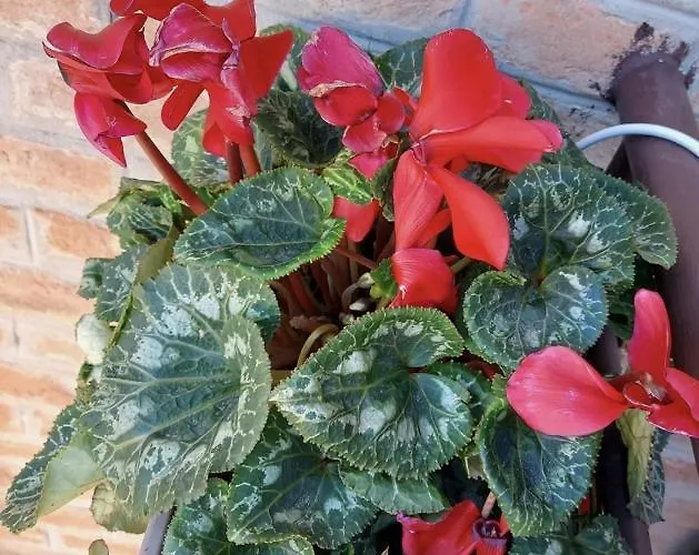 게스트하우스 Calvart25 볼로냐