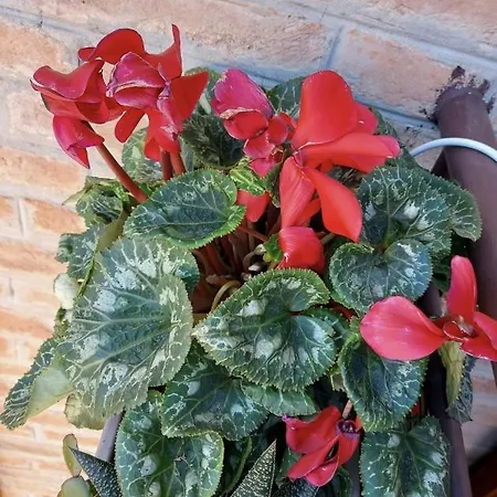 Πανσιόν Calvart25 Μπολόνια