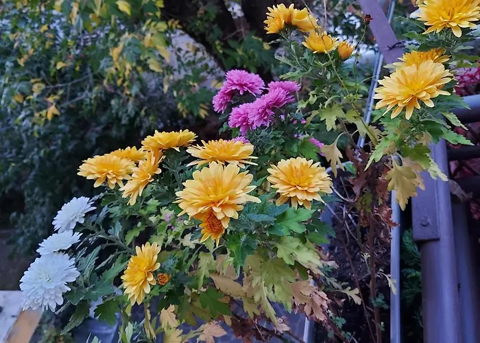 Calvart25 Гостевой дом 3*